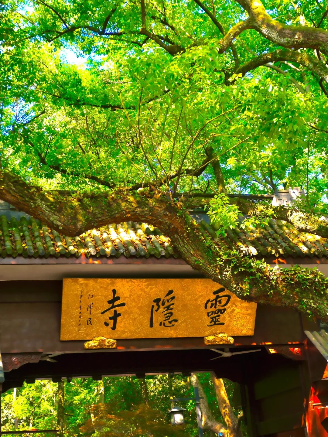 新的一年❗️从灵隐寺开始🙏🙏