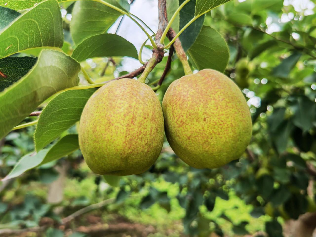 #农场日记 #百名网红说香梨 #库尔勒香梨