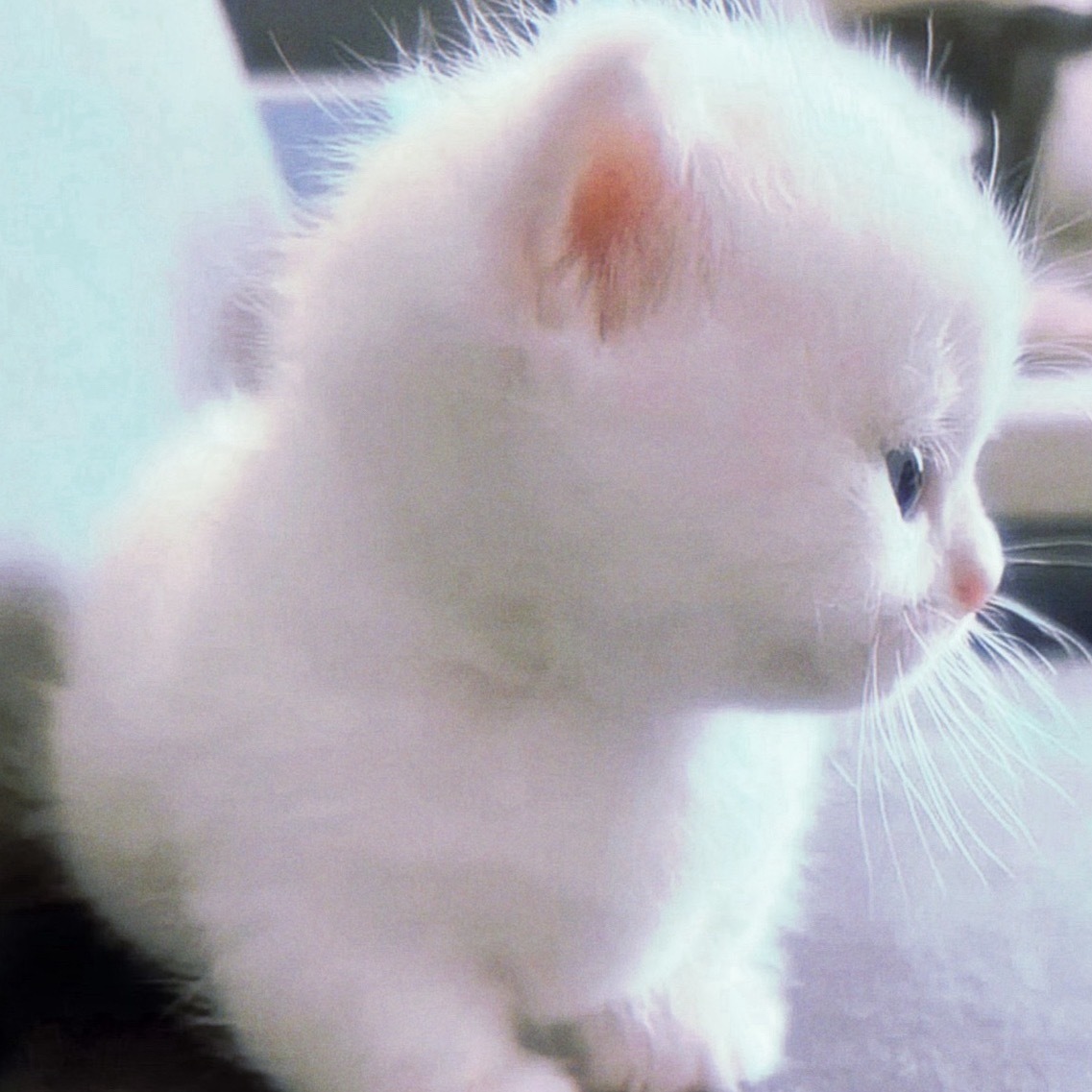你是一只小猫 