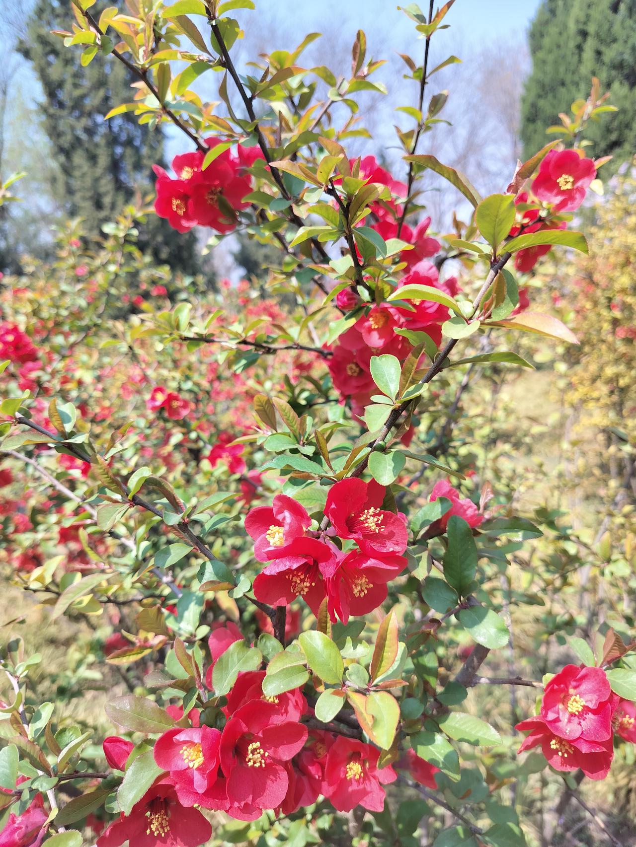 终于下定决心种牙了，就在我们这儿陈氏口腔做，
他们专业种牙二三十年了，
而且各种