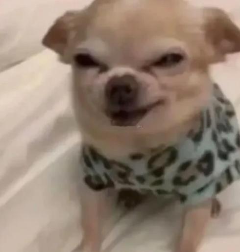 丈母娘以为是外孙抱起来稀罕了半天，发现是女婿包贝尔 ​​​