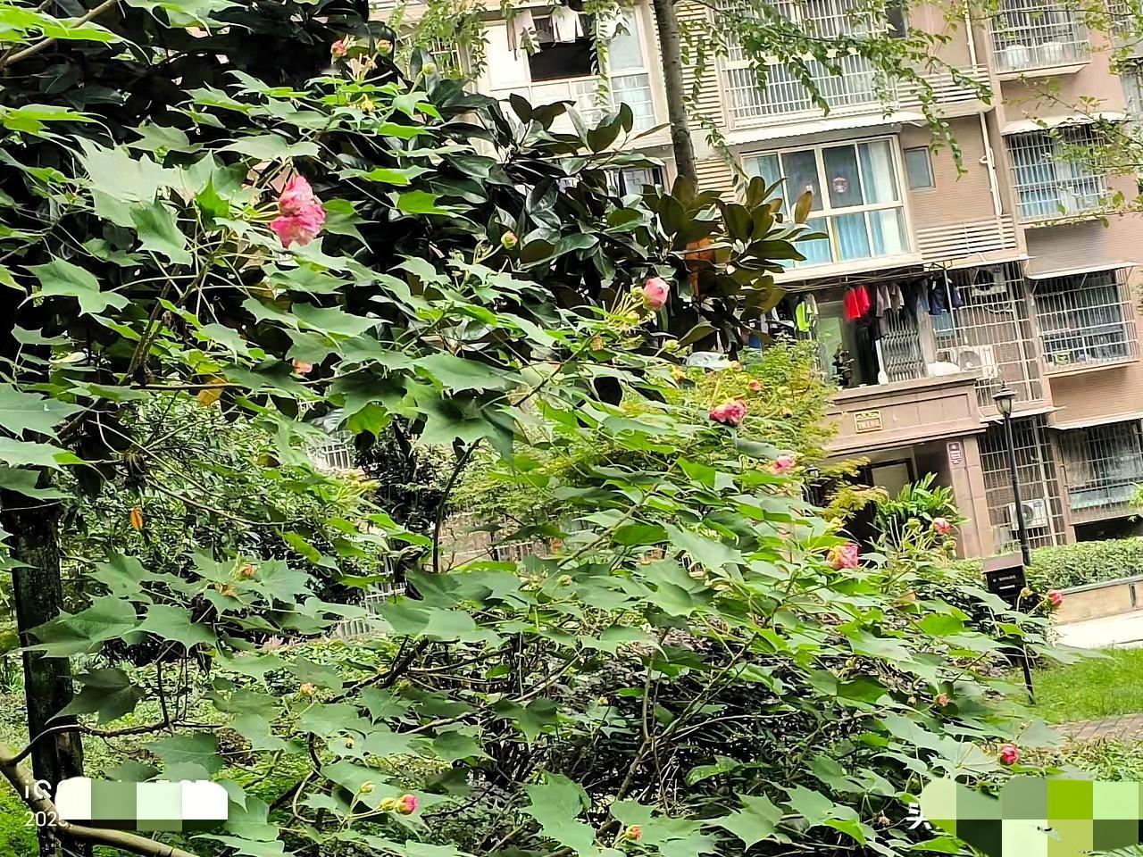 美国果然包藏祸心，与日本狼狈为奸，就在中日剑拔弩张之际，本月19日美国批准向日本