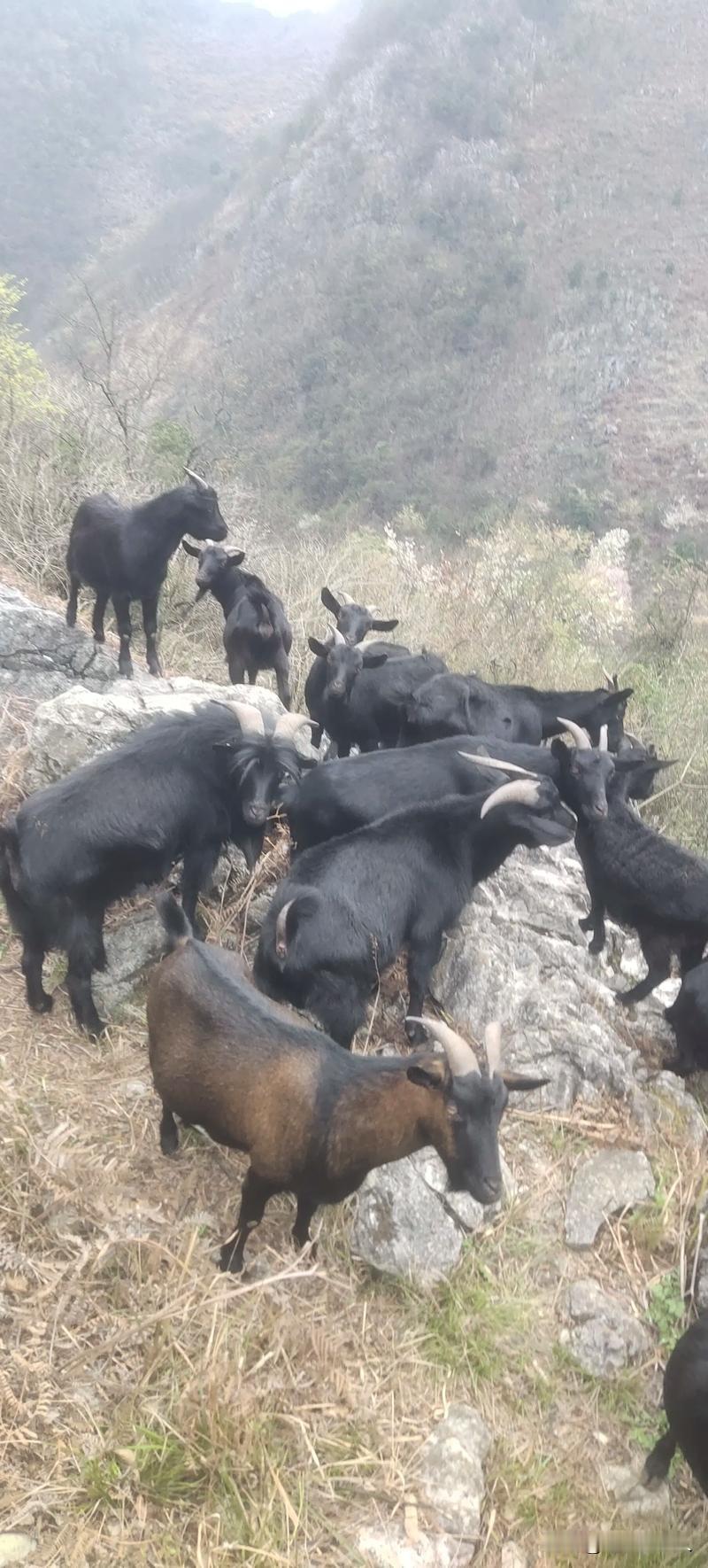 养羊100只能否比打工强？山那边的答案

老家的表叔，养了一百只羊。

我问，这