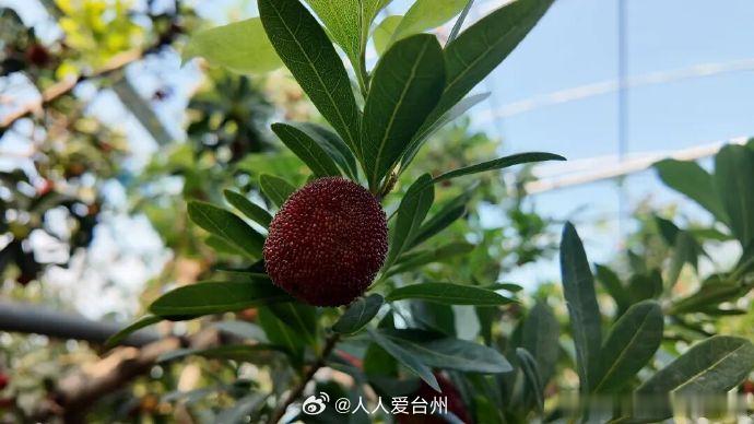 台州三门小杨梅化身村民致富黄金果近日，三门县松门杨梅专业合作社智能大棚内，东魁杨