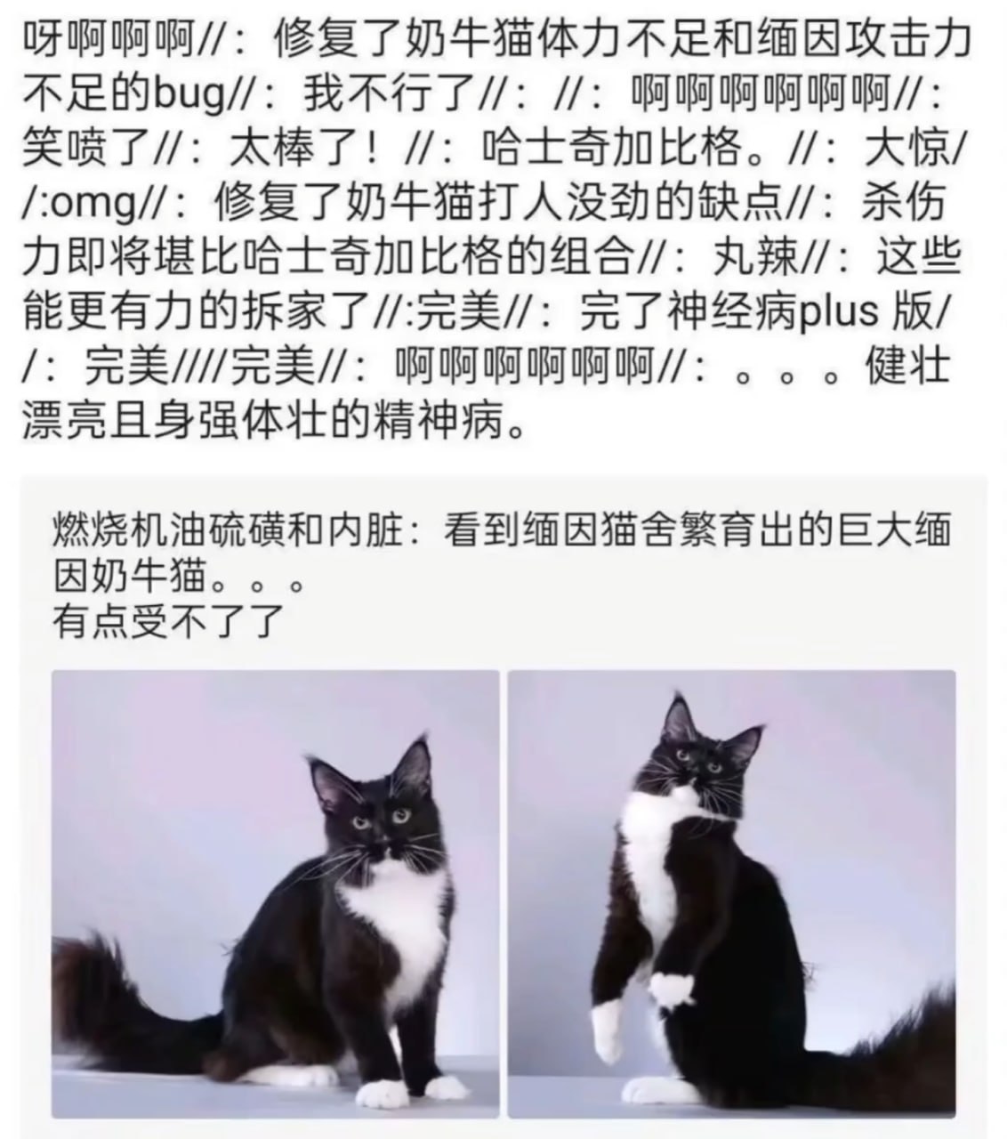 最强猫界融合怪兽 