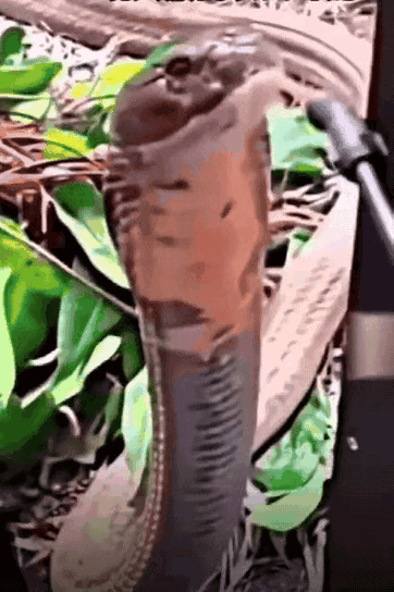 大爷地里遇眼镜蛇，

   没跑没喊竟靠农药化解危机！

    这操作看着逗，