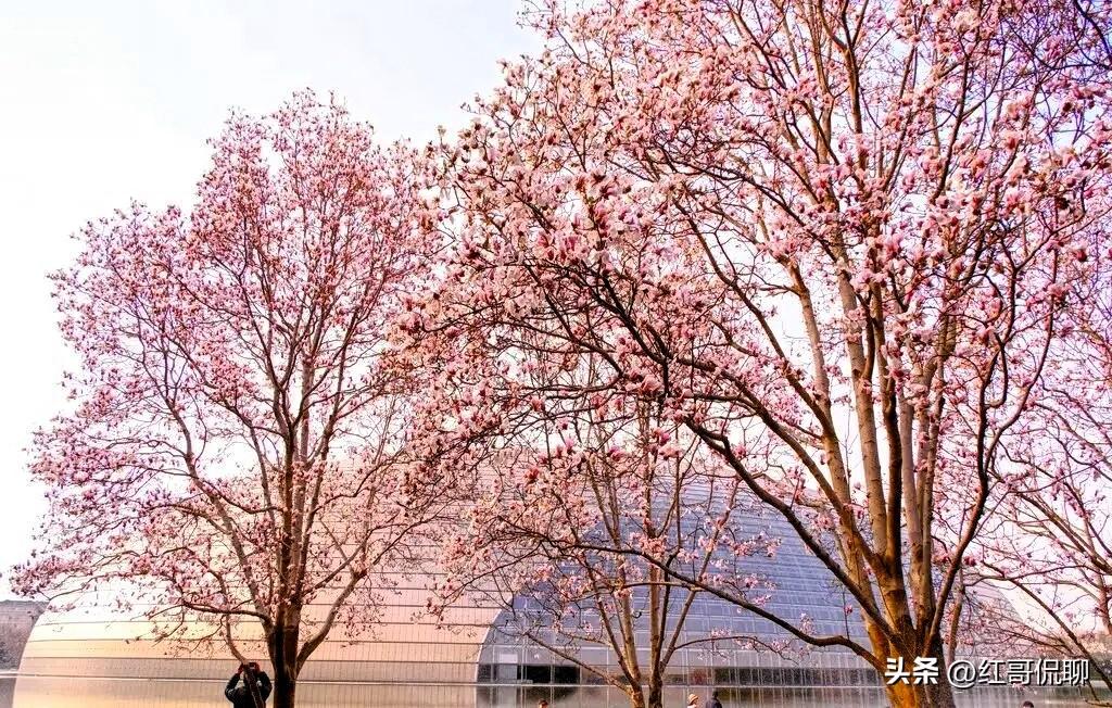 北京的春花到了渐次开放的时候了！