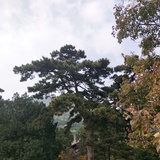 刘凤爱看科技