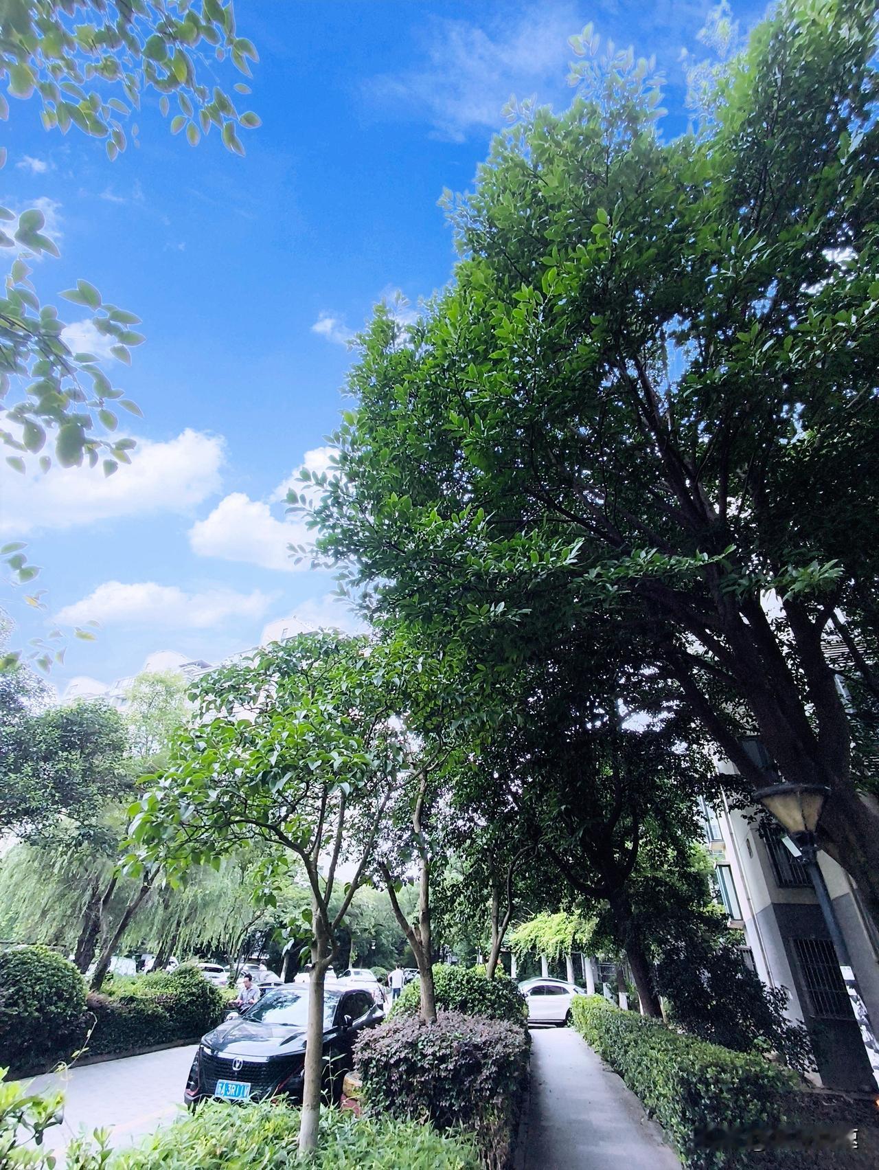 南京这天气真是让人捉摸不透，下午光打雷不下雨，搞得人心里痒痒的。想起2010年8
