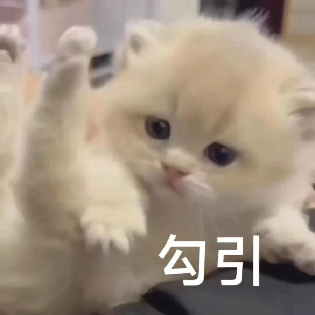 沉迷小猫表情包无法自拔🐱 