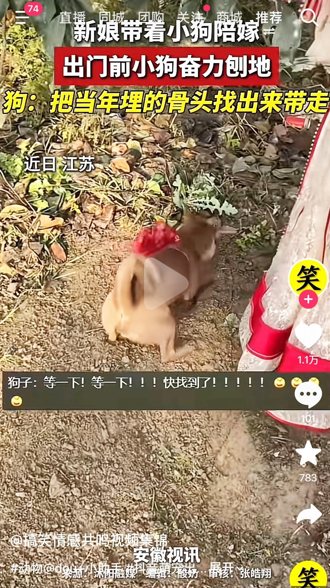 谁懂啊！江苏这位带小狗陪嫁的新娘，出门前直接被狗子整出了名场面！

只见这只戴着