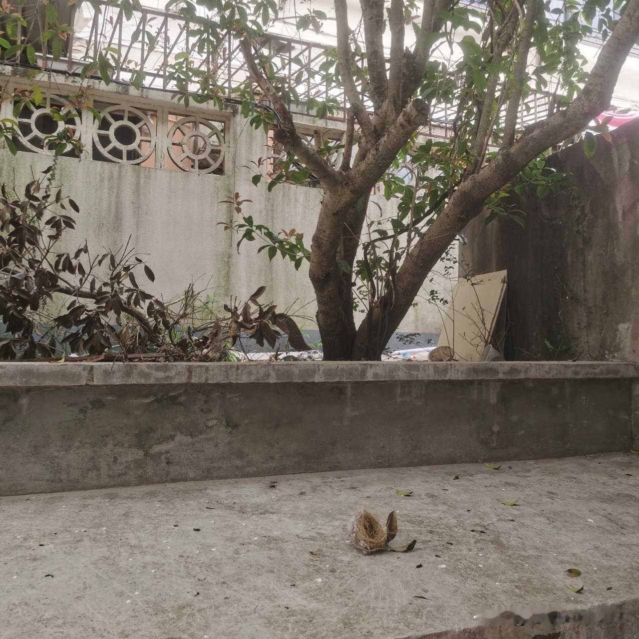 好精致的小屋。

晚饭后，我和老公出门散步。宿舍楼门口的平台上，一个精致的鸟窝躺