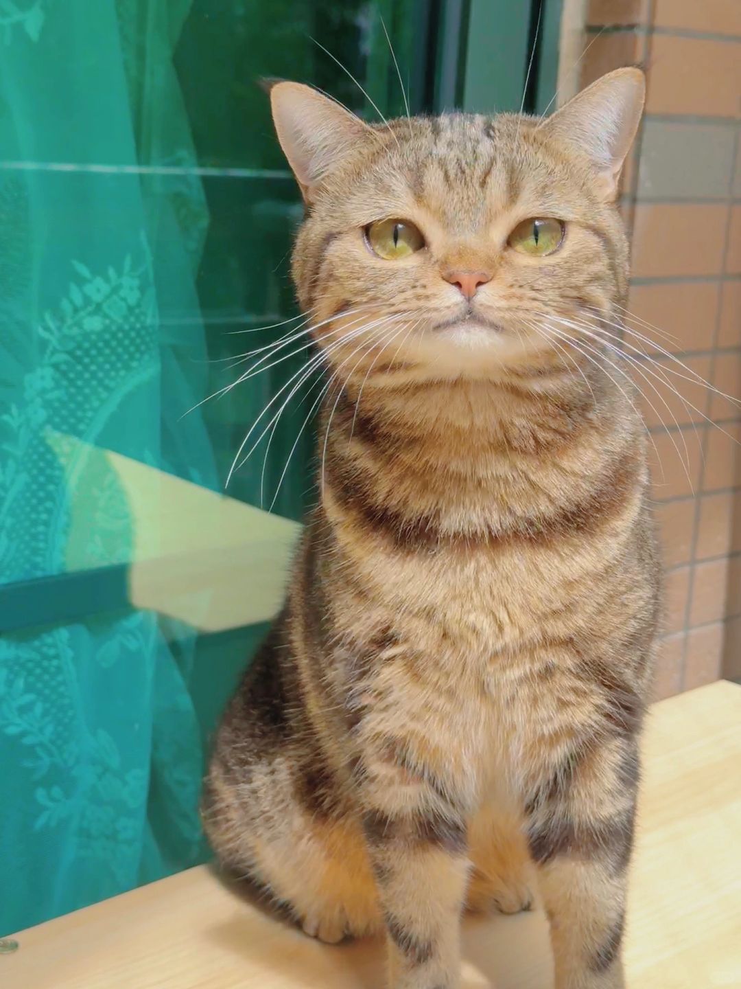 这脸蛋子看上去真短。