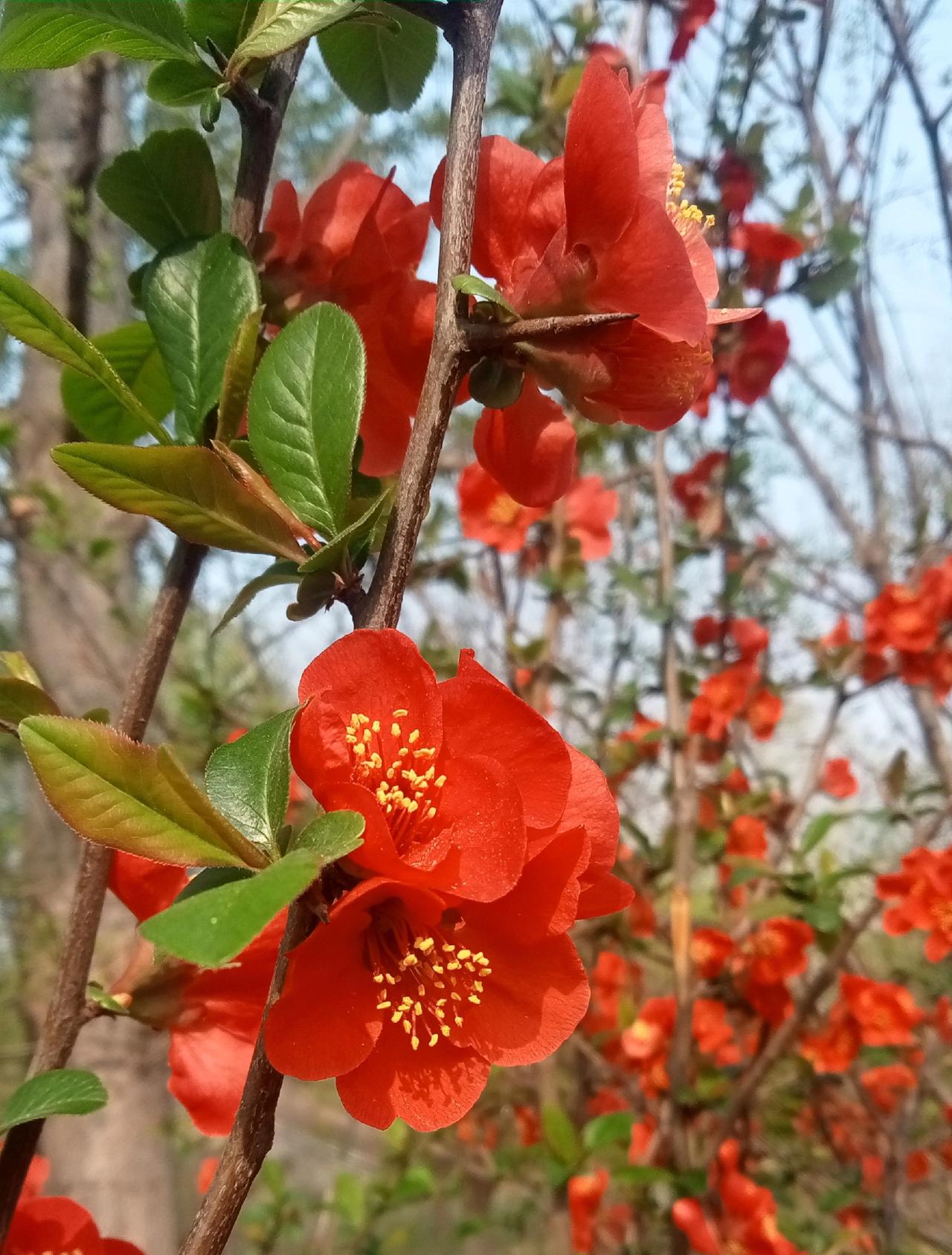 郑丽文的访问对民主党的台独思潮起到一定的震摄作用，既便国民党执政，要想完成统一也