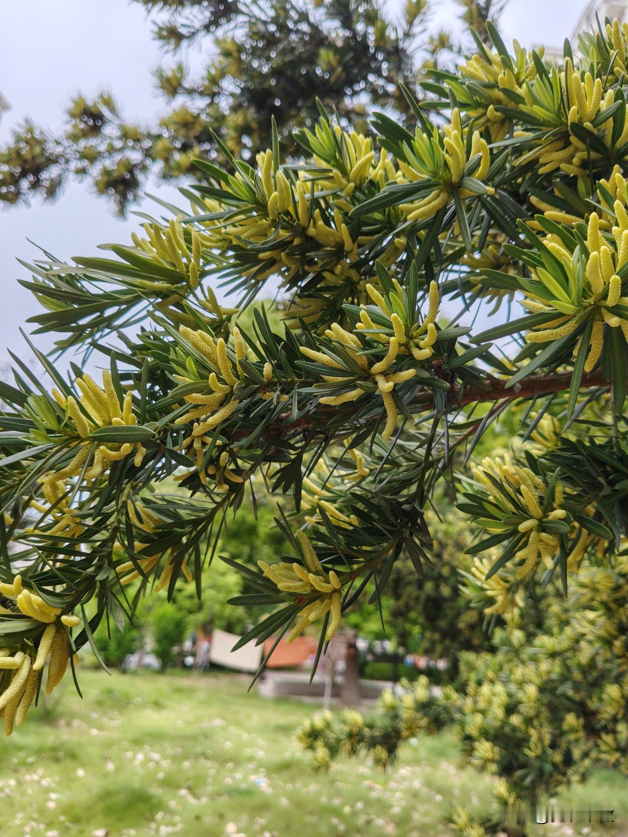 从来没有仔细观察过，柏树开这种花！