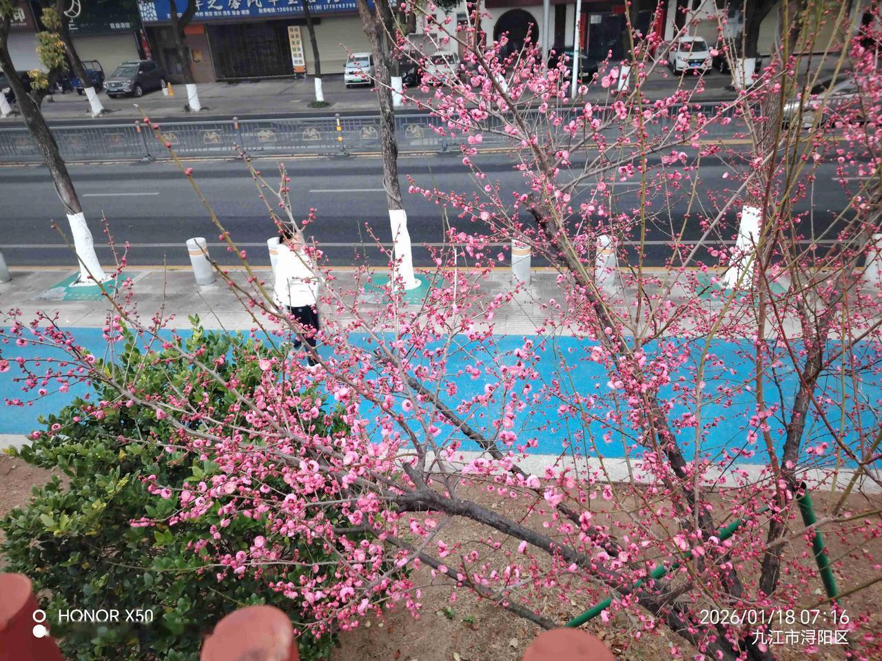 我的今日状态：😁轻松愉快
我这里的天气：🌤️多云1月18日长江岸边晨练赏梅花