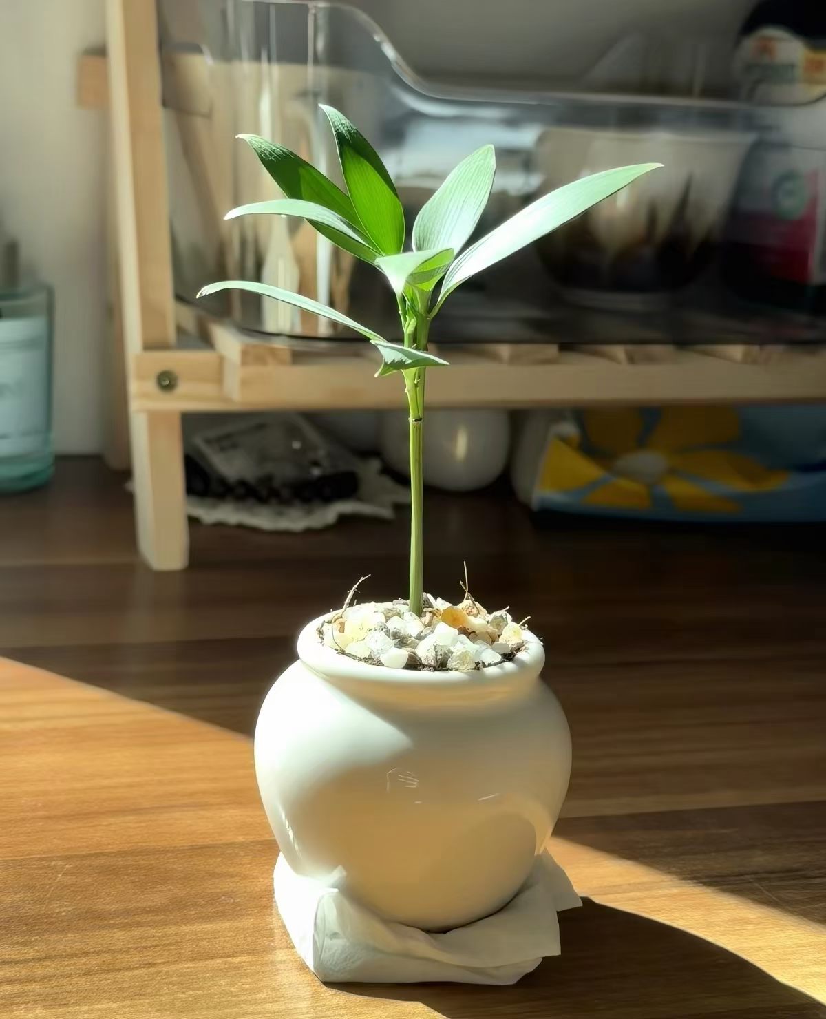 好看吗？买了一颗小竹柏。 