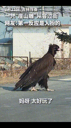 “没想到火到人民日报了！”吉林珲春，女子去公园游玩的路上，远远看见一只“座山雕”