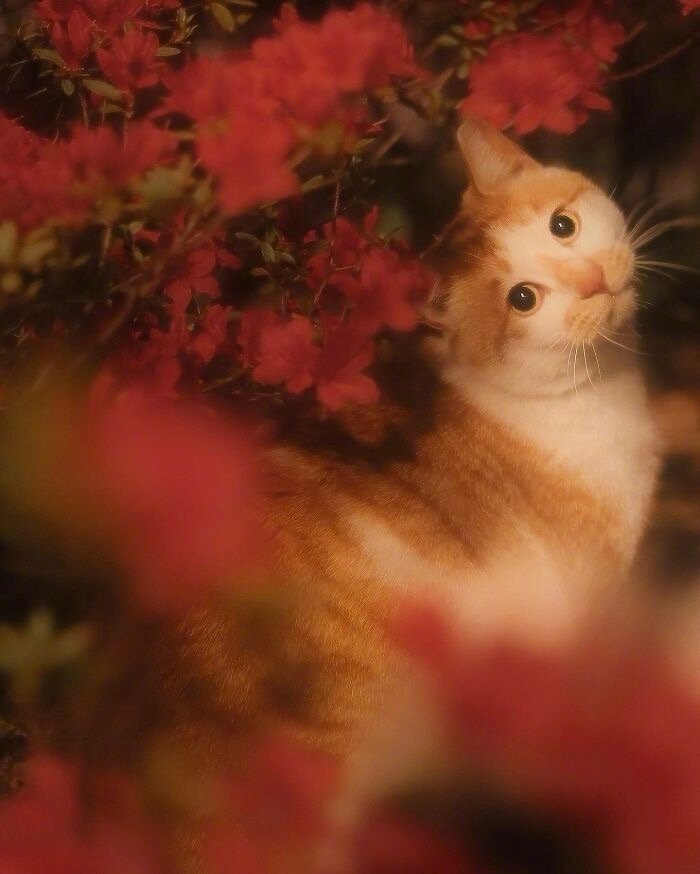 网友们尝试#把猫猫拍出文艺复兴的油画感# ，越看越对味儿[awsl] ​​​
