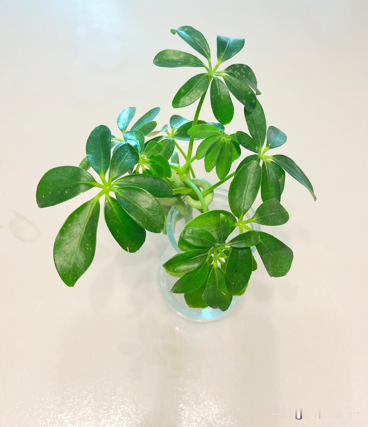 绿色，总是这么养眼。
