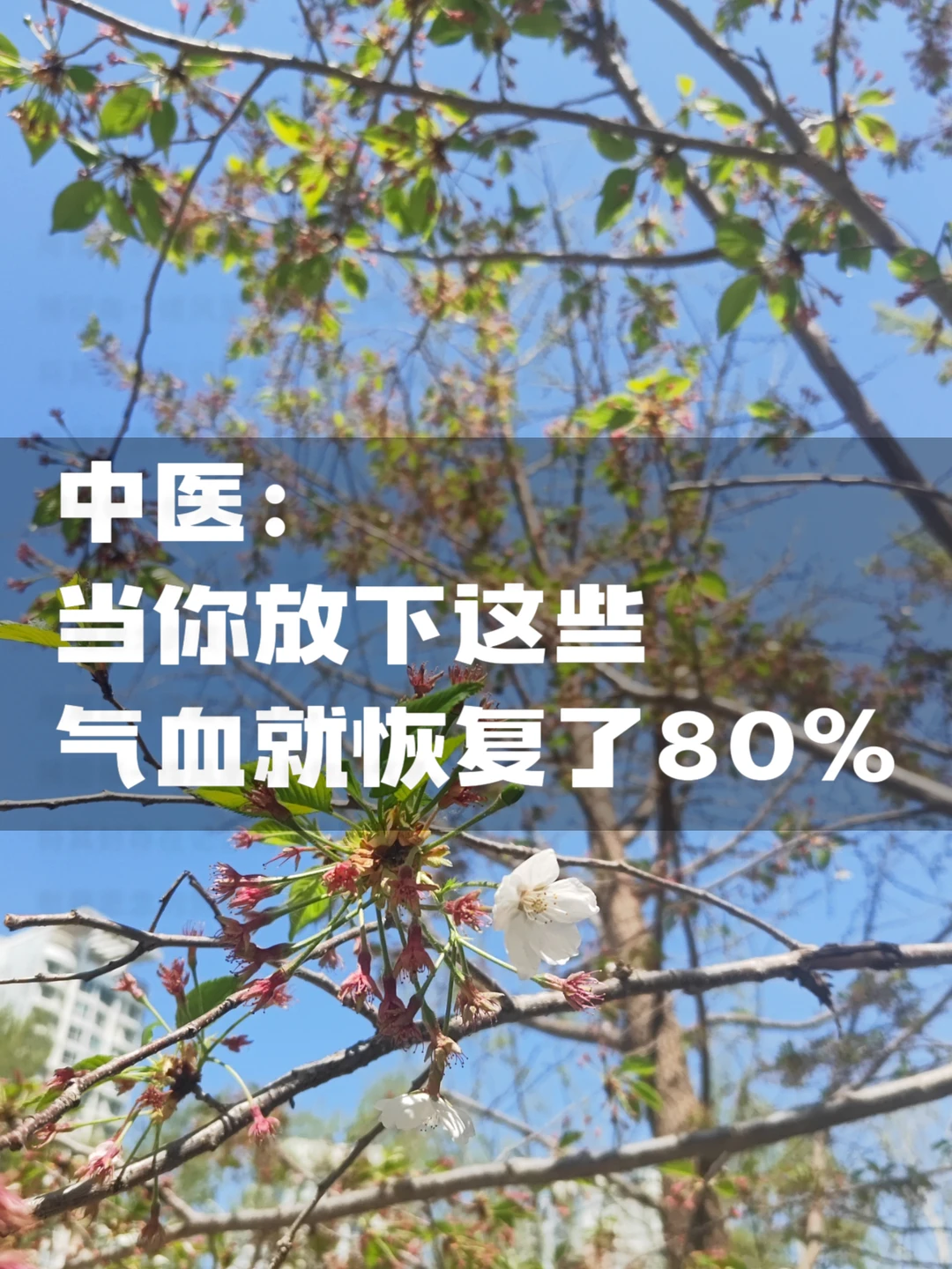 中医说：养气血，要先放下过度的责任心