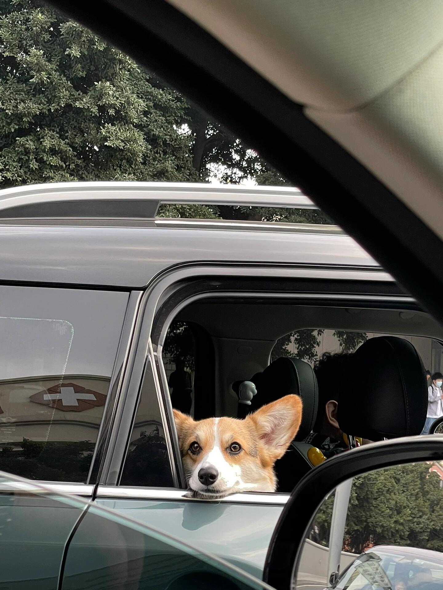 路遇小可爱堵车路上的四目相对，遇见就是缘 ​​​