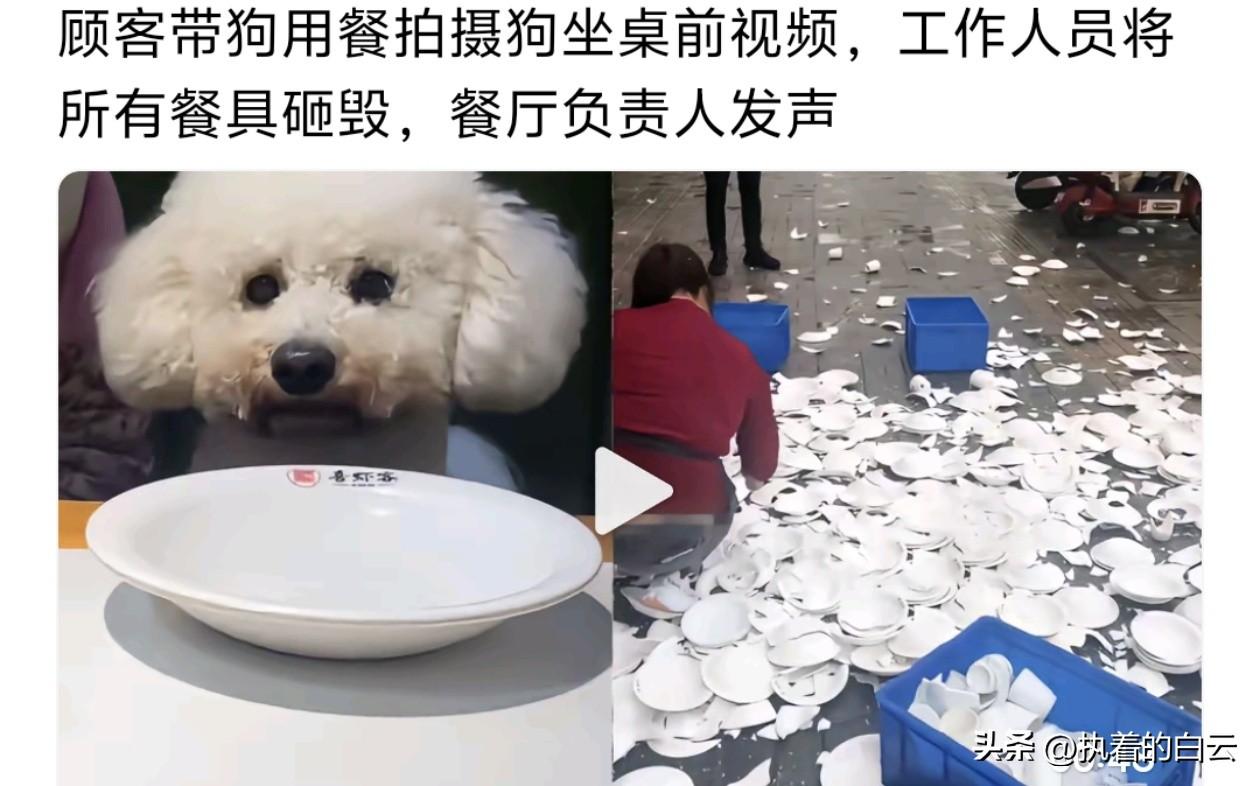狗坐餐桌拍视频，老板怒砸600套餐具！这波操作，我站老板！

河南商丘一家餐厅最