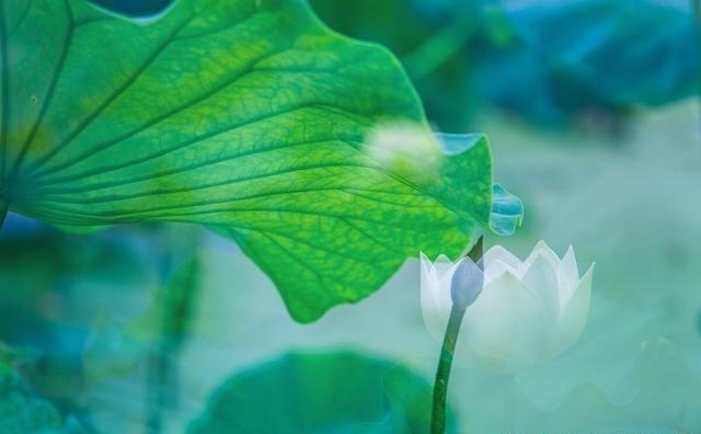 多重曝光摄影了解一下：14个双曝光摄影技巧，打造酷炫照片

一张侧脸里长出树林，
