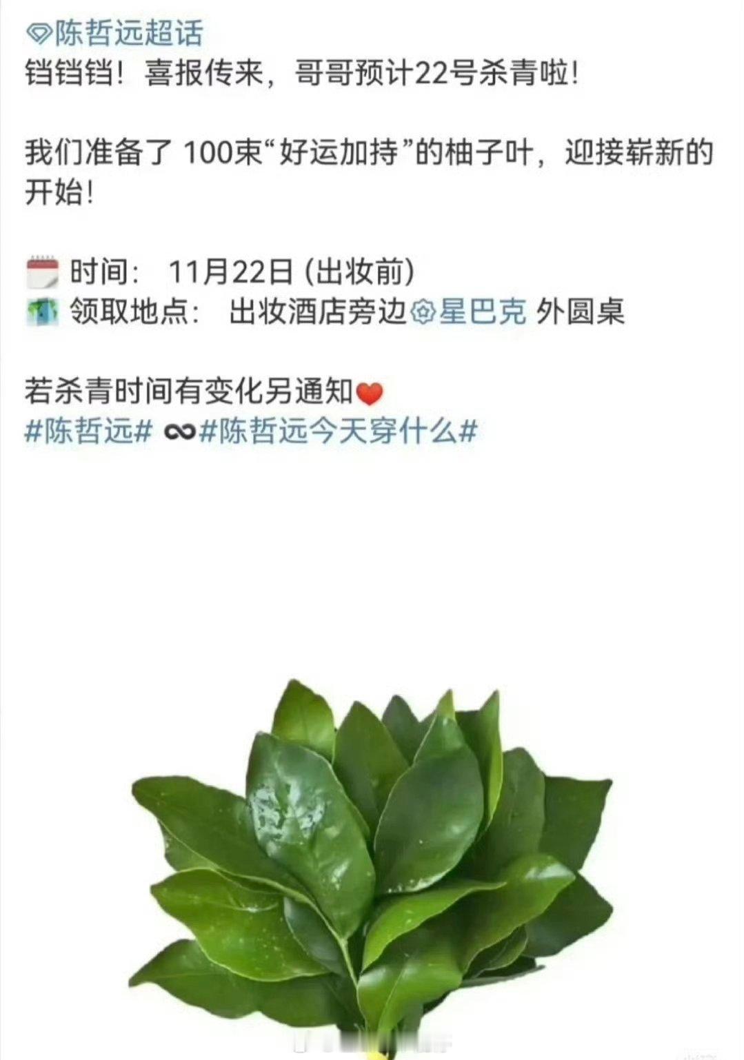 陈哲远丝为陈哲远杀青准备了100束柚子叶