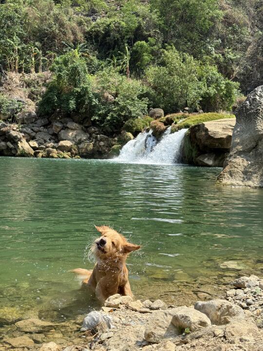 感觉小狗好像很喜欢贵州，不枉我翘课半个月