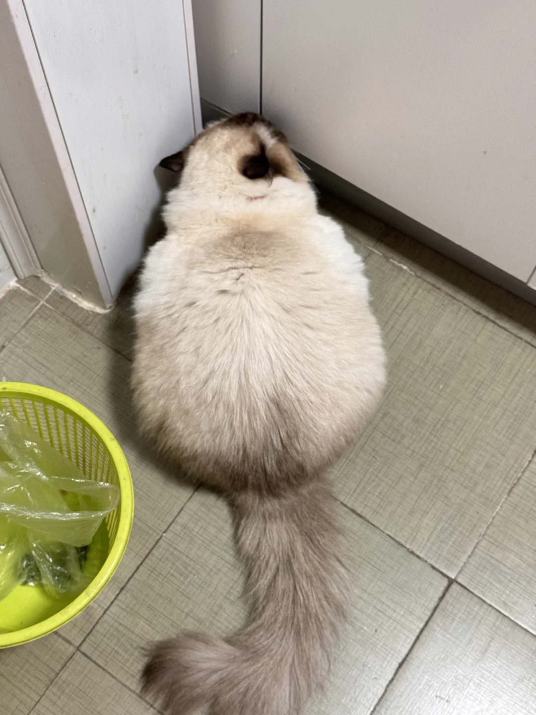 有没有是猫但拍出来像老鼠的那种照片？