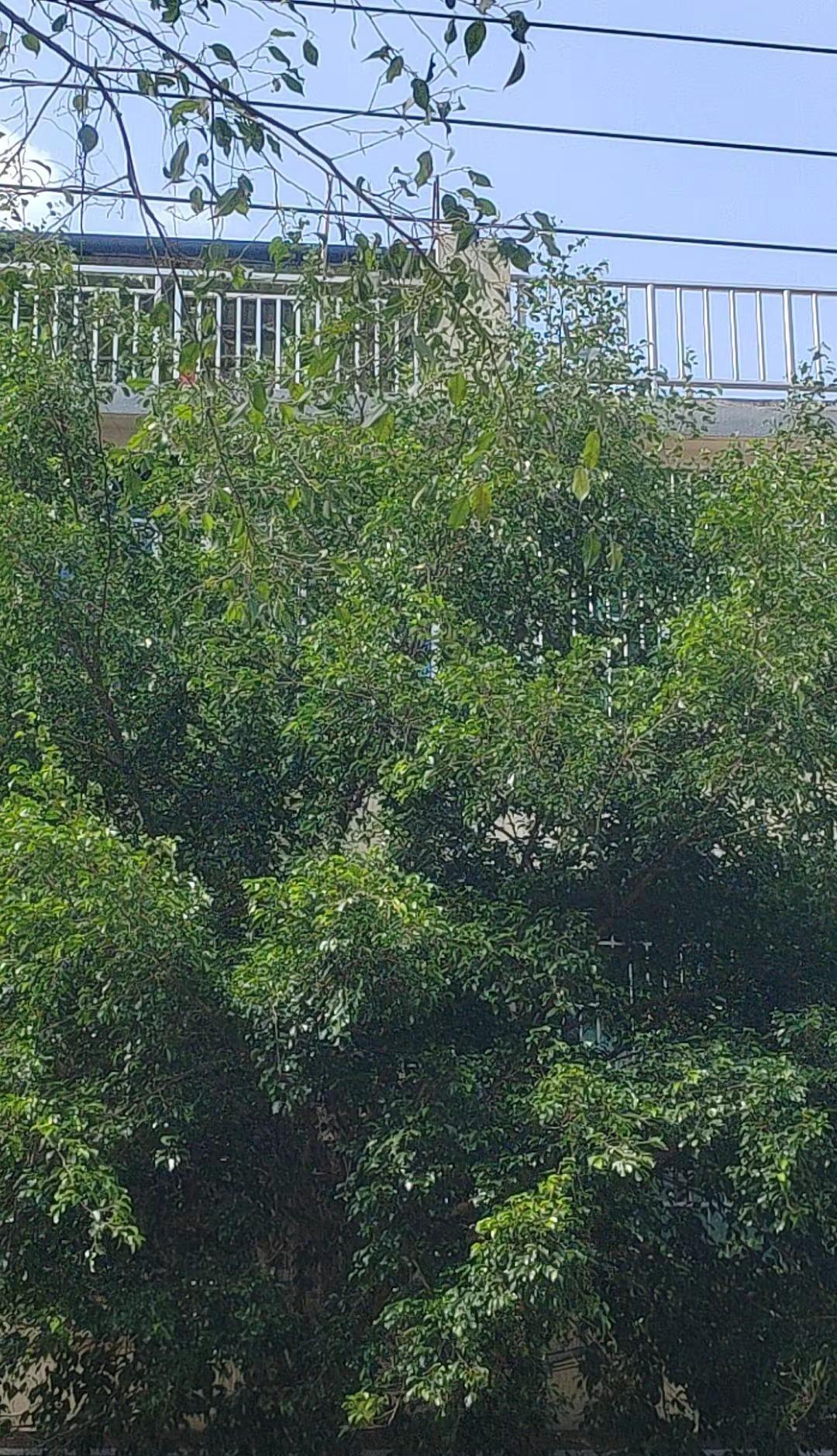 新的一天如约而至，早安🌞少点胡思乱想，多点好好生活，把事看淡，做喜欢的事，见温