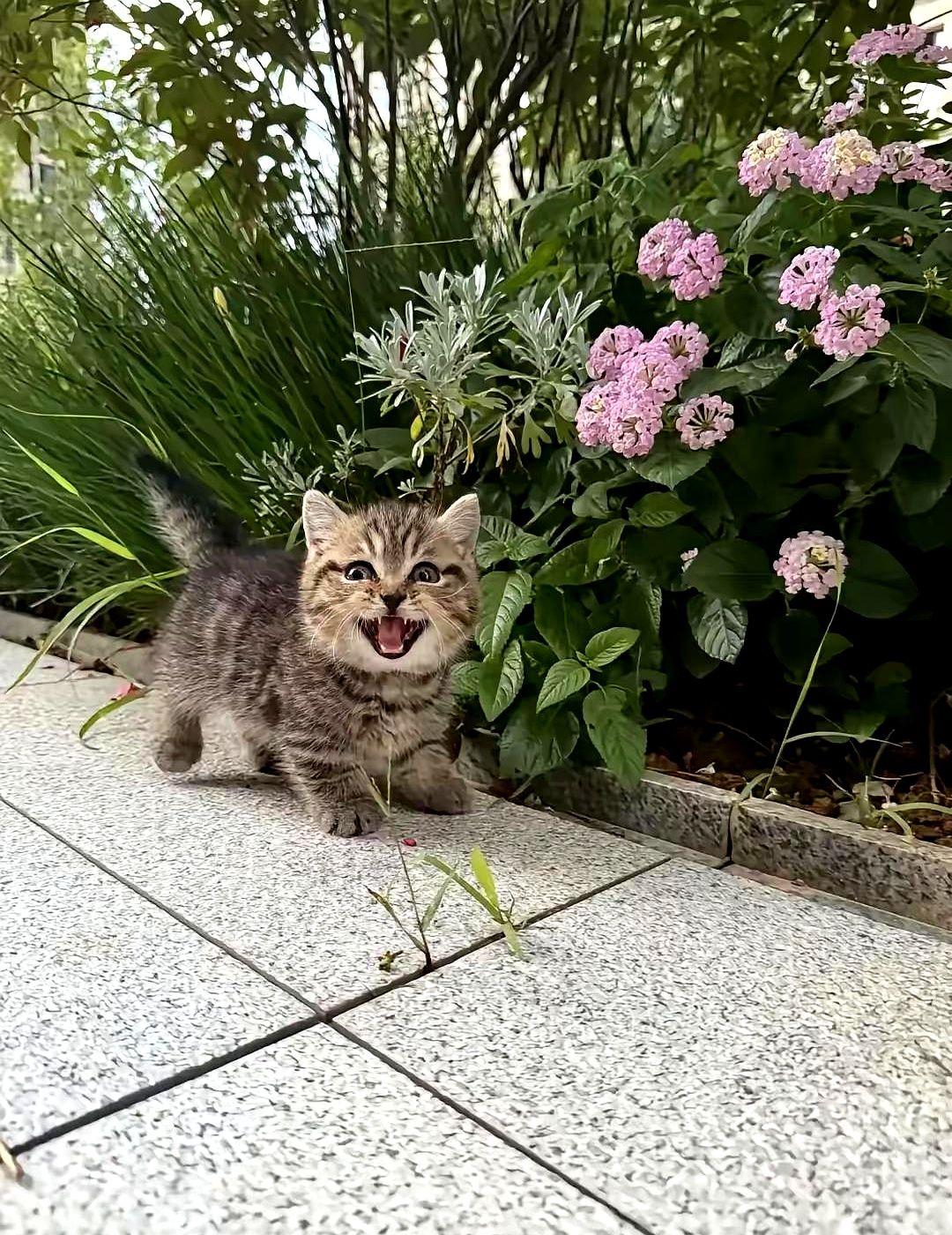 下班回家看见一只狸花小猫，我就说了一句和我回家啊。
就这么一句不走心的话，小家伙