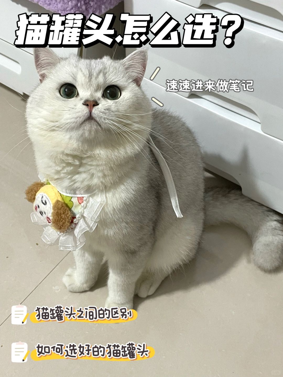 让小猫爱不是释嘴的猫罐头