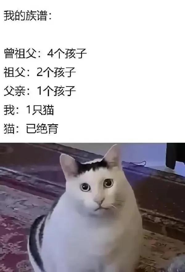 猫🐱都绝育不生了，房子谁还要呢？