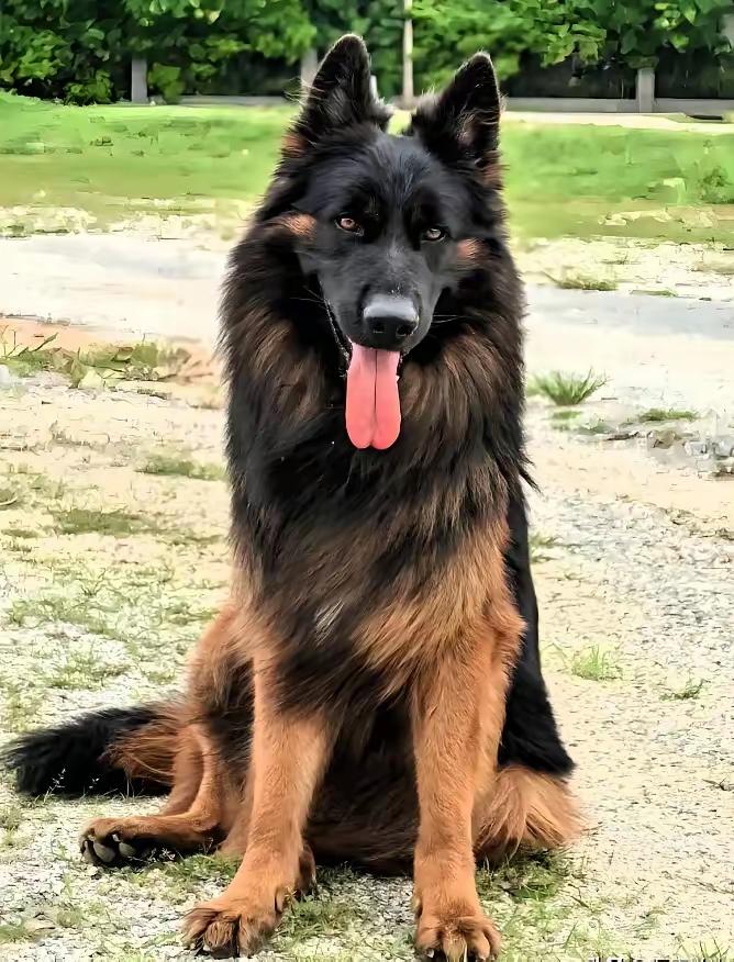 太嚣张！恶犬两度咬伤老人，狗主扔1000块直接失联

 2026年2月21日早上