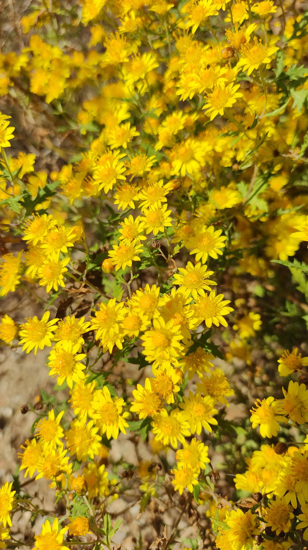 吴石最痛恨官员贪墨无能，才有此英雄之举。真应该让那些绳之以法与抱病在身的官员们，