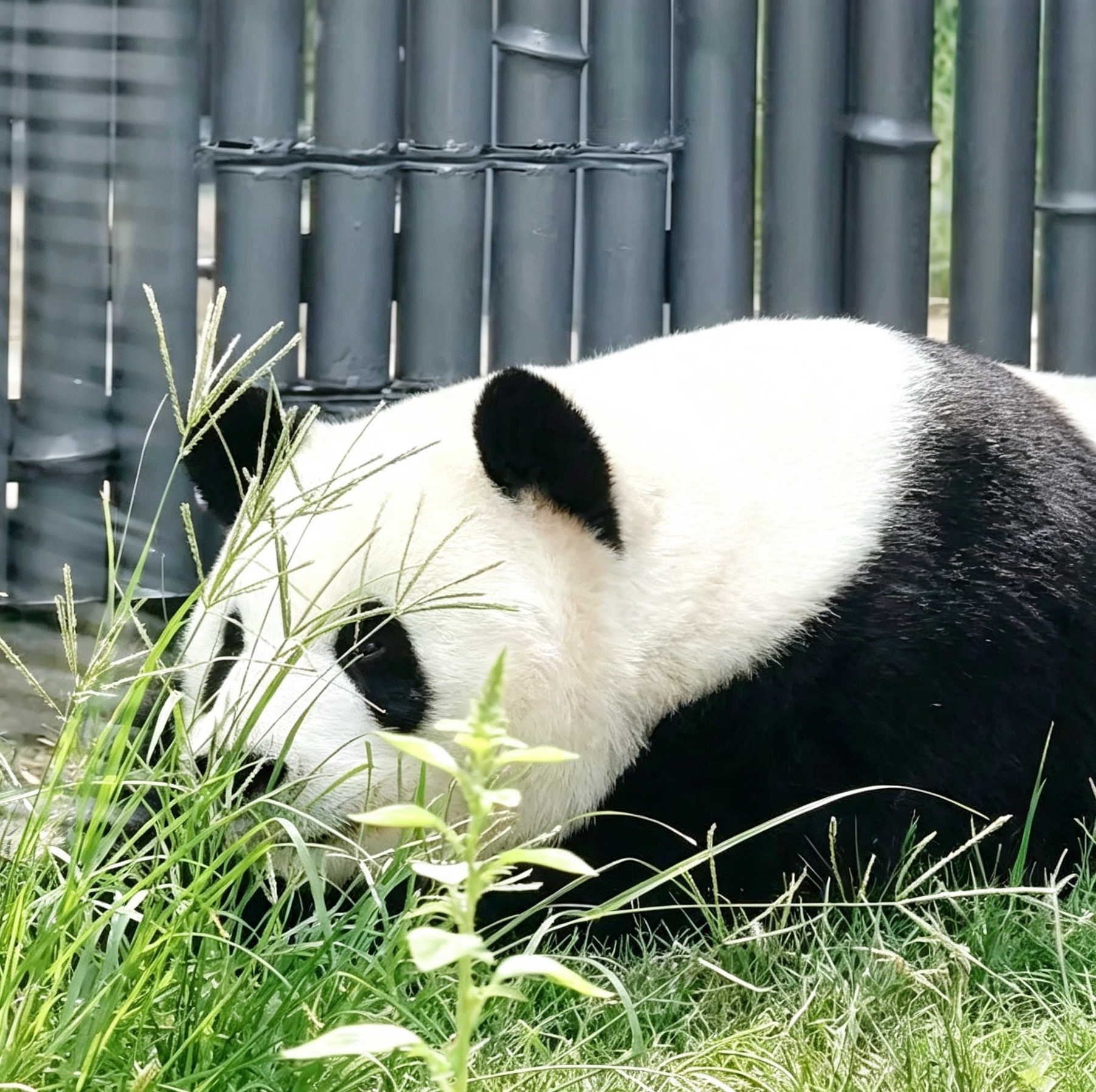 萌兰  世首帅大熊猫萌兰