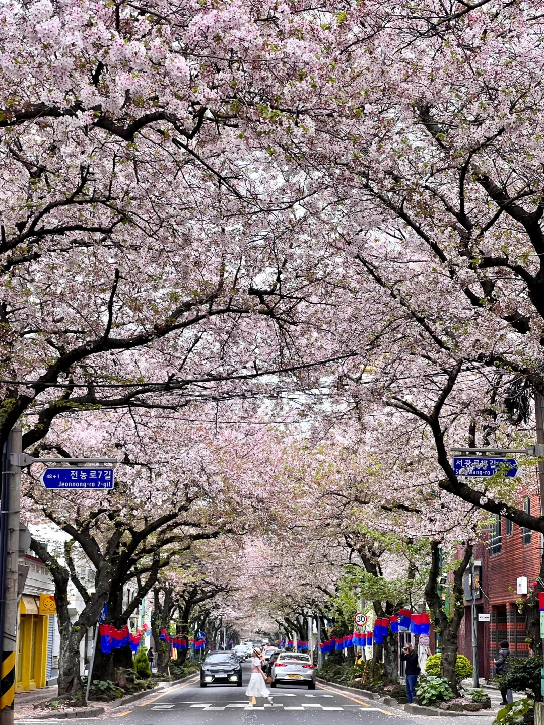 live图🌸已经开始期待济州岛の樱花季～