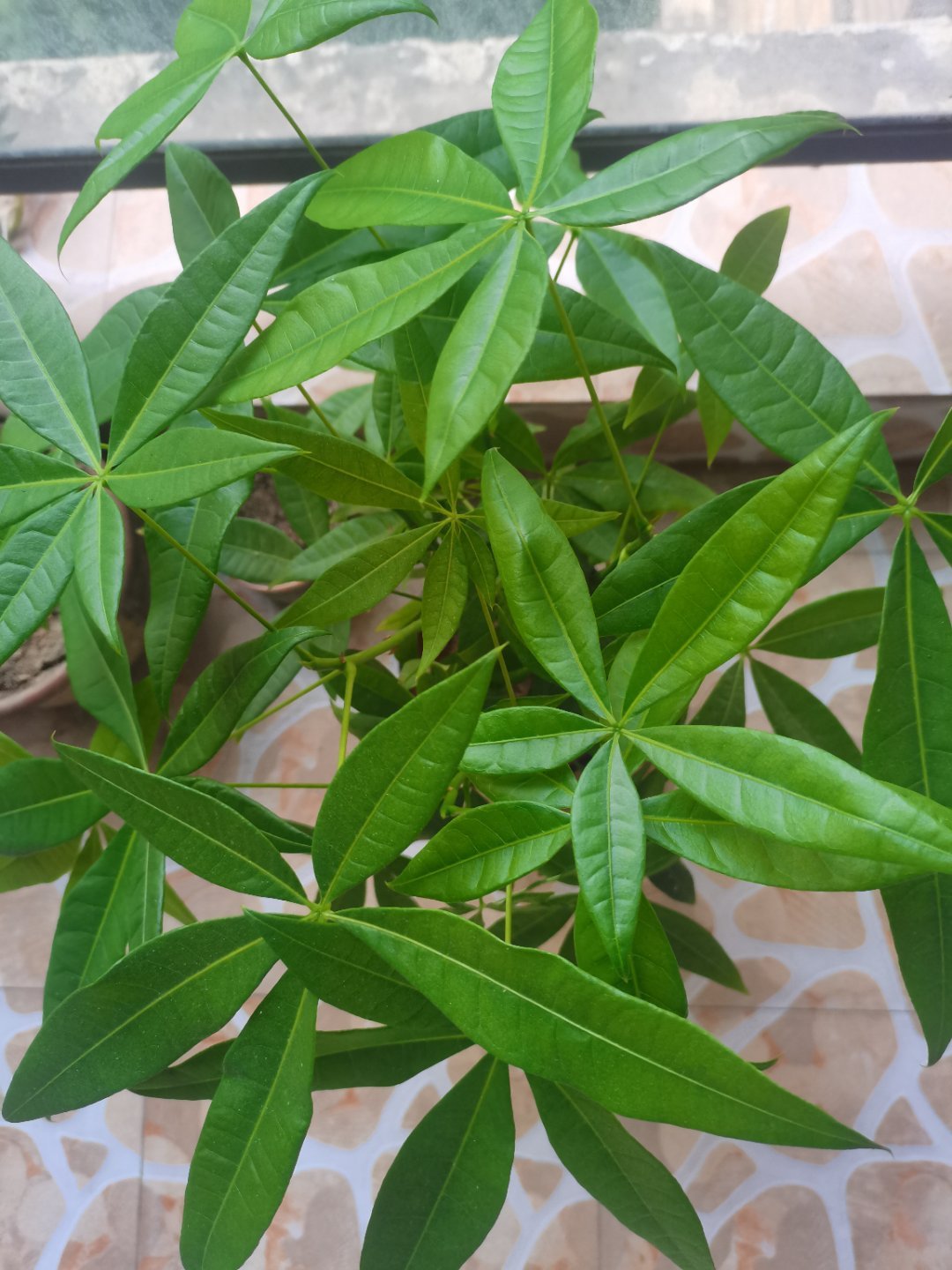 云朵轻拥落日，清风掠过枝头。不必追赶时光，慢慢行走，看花开花落，观云卷云舒，把寻
