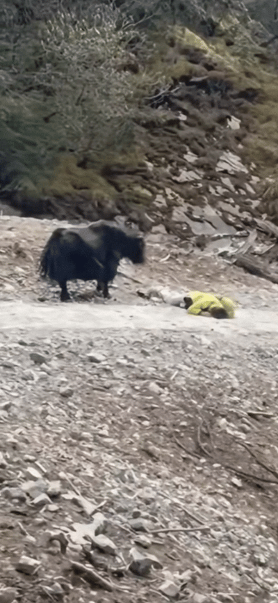 周六有人在扎尕那遭遇牦牛袭击，户外旅行有风险，要远离动物啊！
男子已经倒地不动，