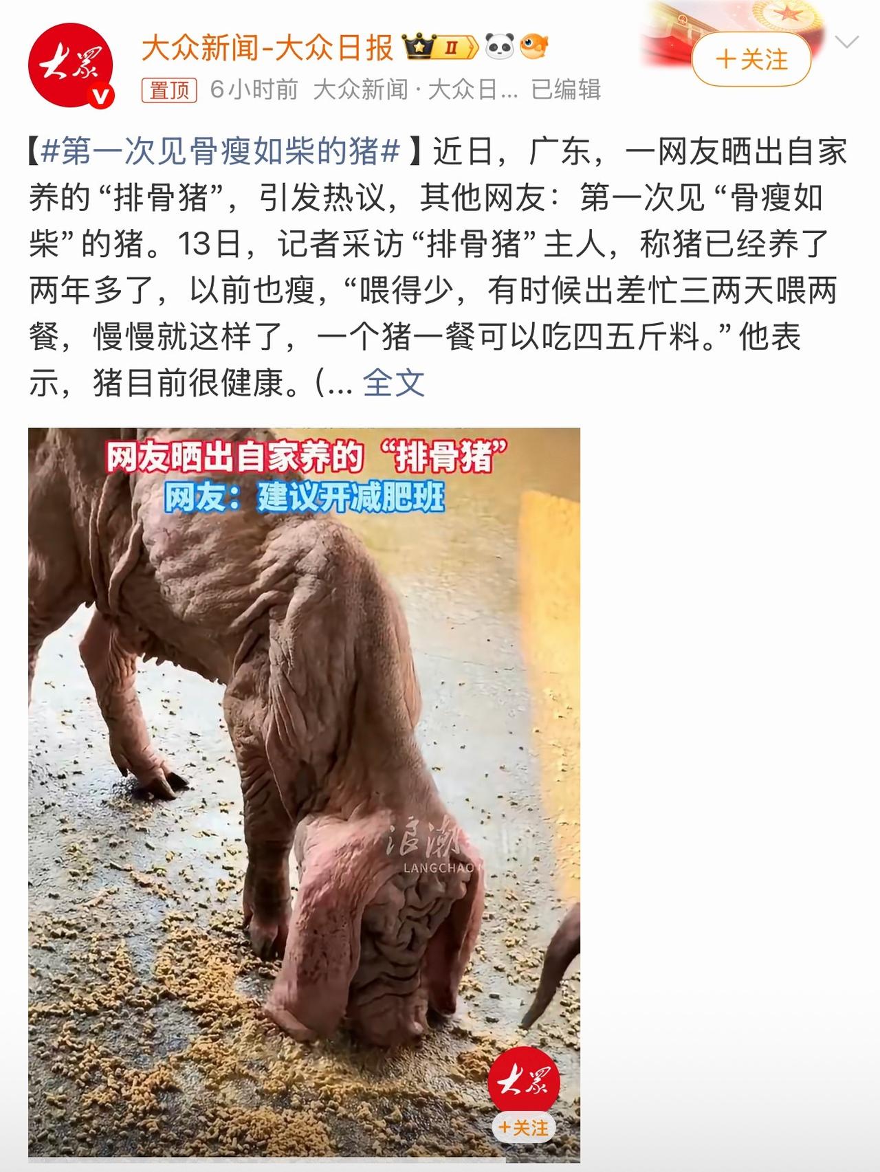 养了两年多的猪瘦出排骨，主人说“很健康”，这话你信吗？

广东有位网友晒出自家养