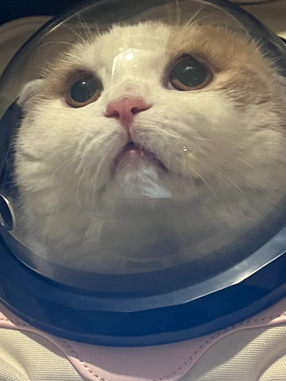 我要当太空人👩‍🚀爷爷奶奶可高兴了