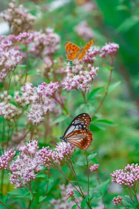 馨漪婉风所作的《七绝•蝶恋花》极具画面感。蔷薇越过花架，送来阵阵芬芳，一位佳人在