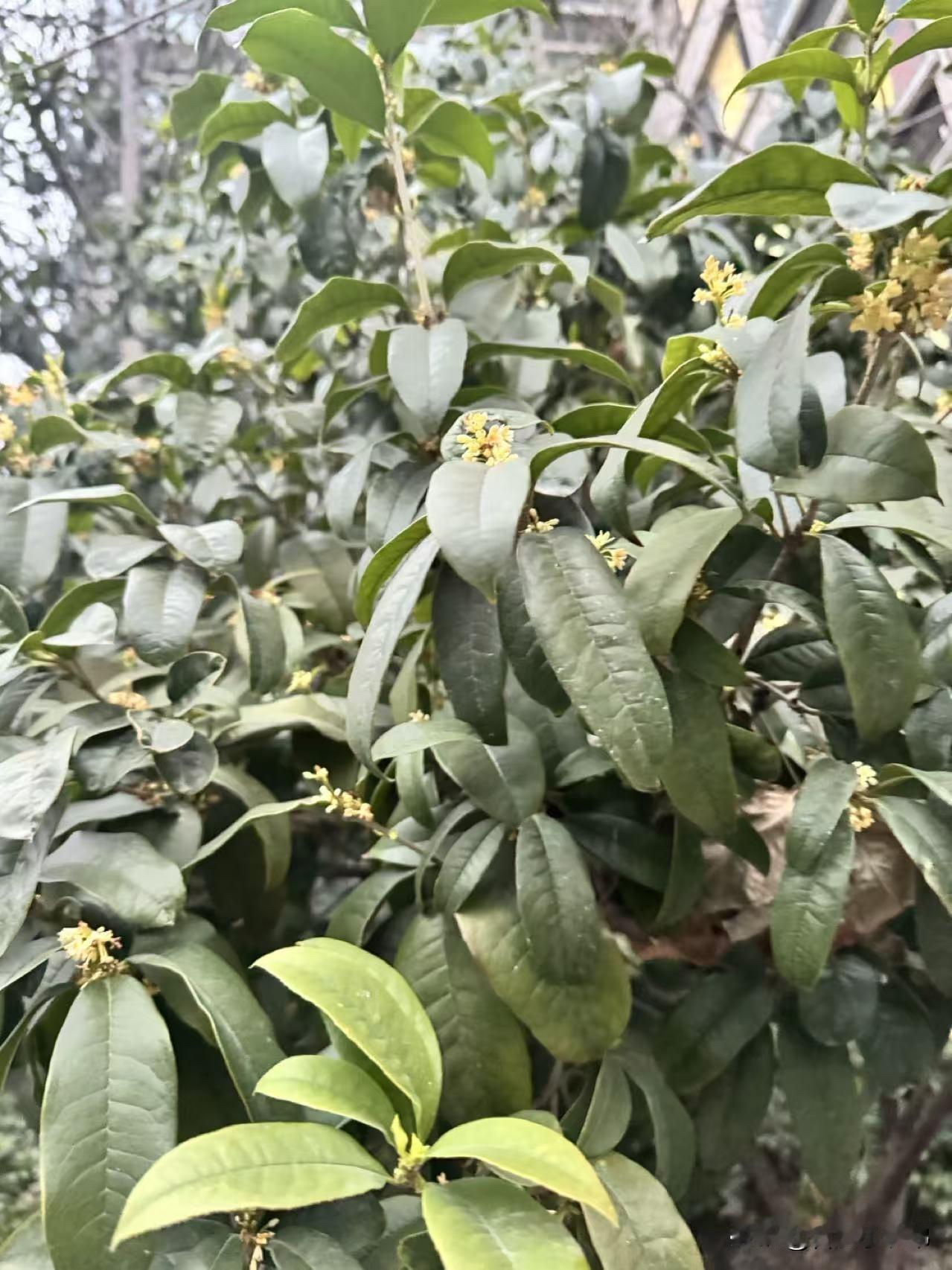 冬日生活打卡季离谱！合肥三九天的桂花居然开了[允悲]

家楼下的桂花偷偷冒香啦，