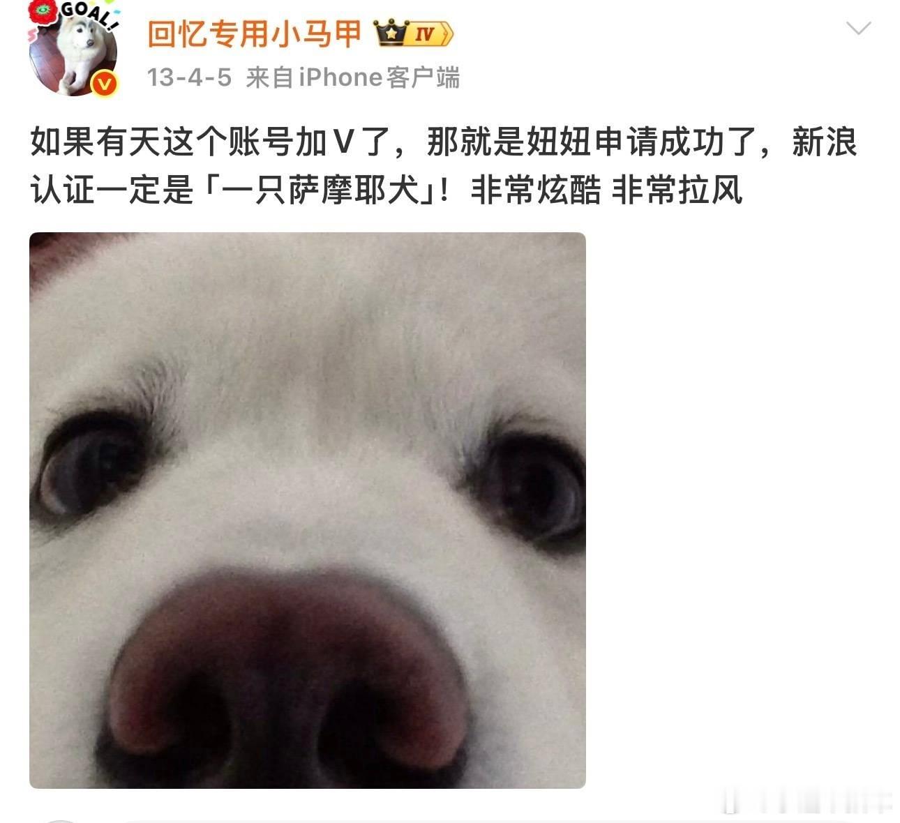 小狗妞妞去世记忆里的第一只互联网小狗去了汪星要快乐，妞妞晚安