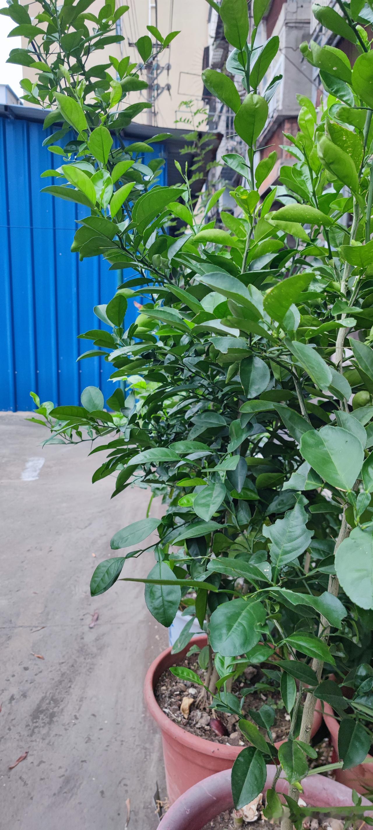 前几天，一个搬走多年的老邻居，在儿子的陪同下，回来看她出租给别人的房子，见到她，