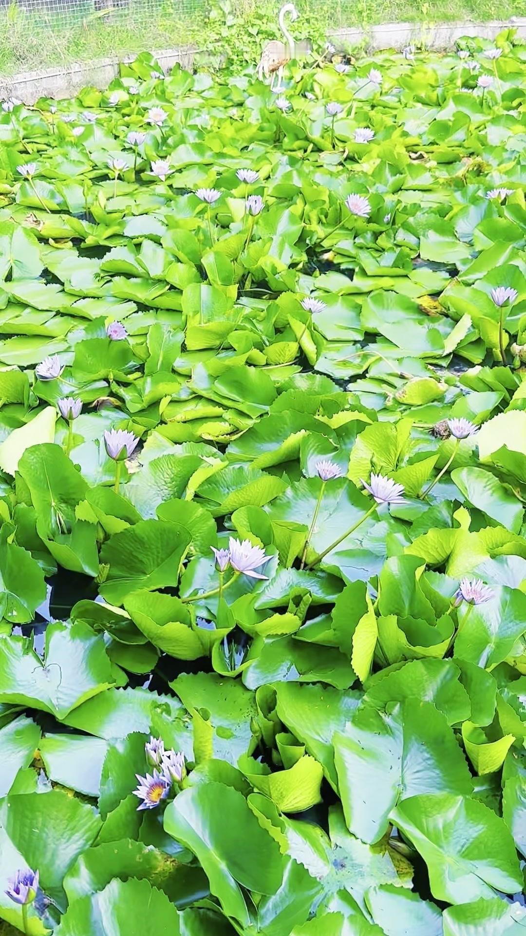 🌺湖边盛开的莲花是什么品种？🍃在湖边偶遇一片荷花（莲花）池，粉白相间的花瓣层