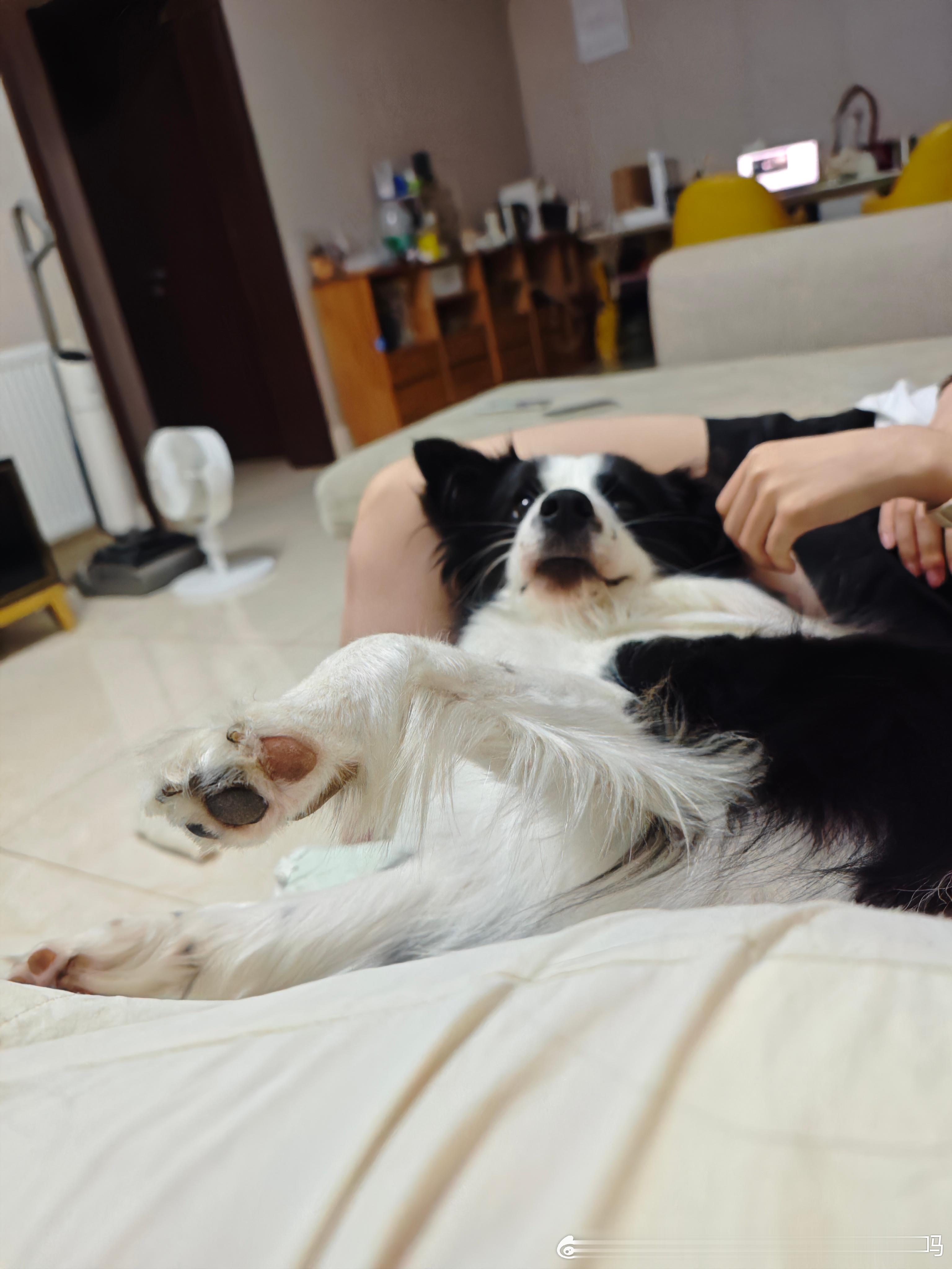 狗只用了0秒就和上门来玩的芸芸老师打成一片 ​​​