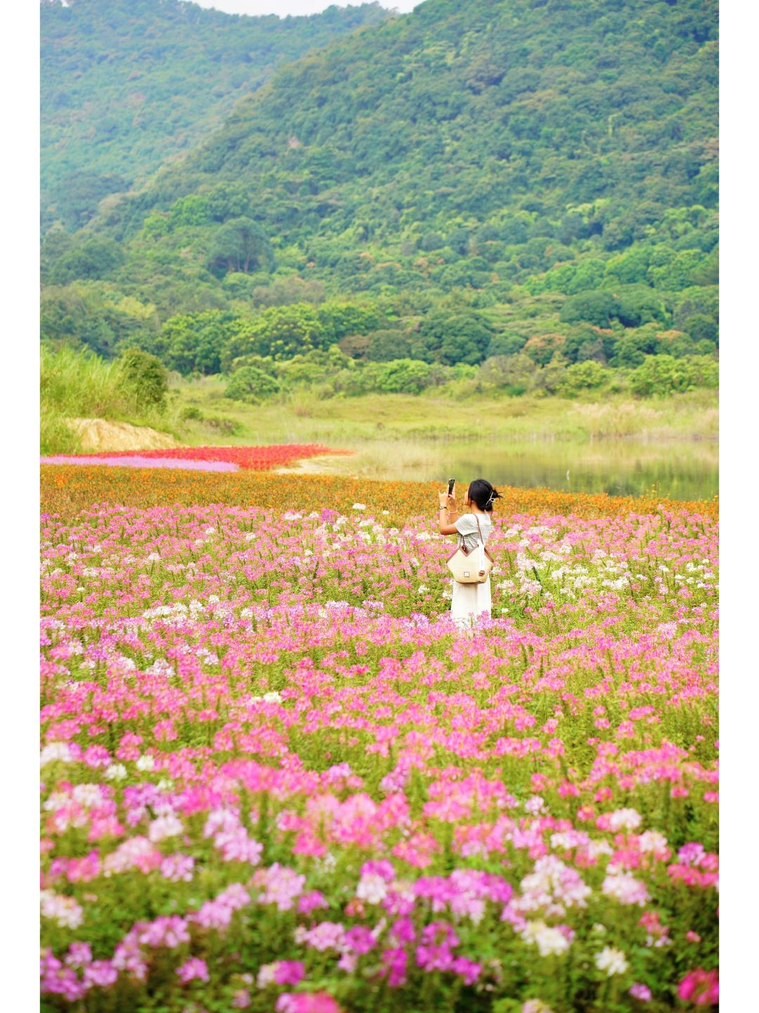 公主请赏花🙋‍♀️广州的秋日莫奈花园太美了